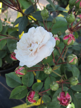 Bodendecker-Rose Little White Pet